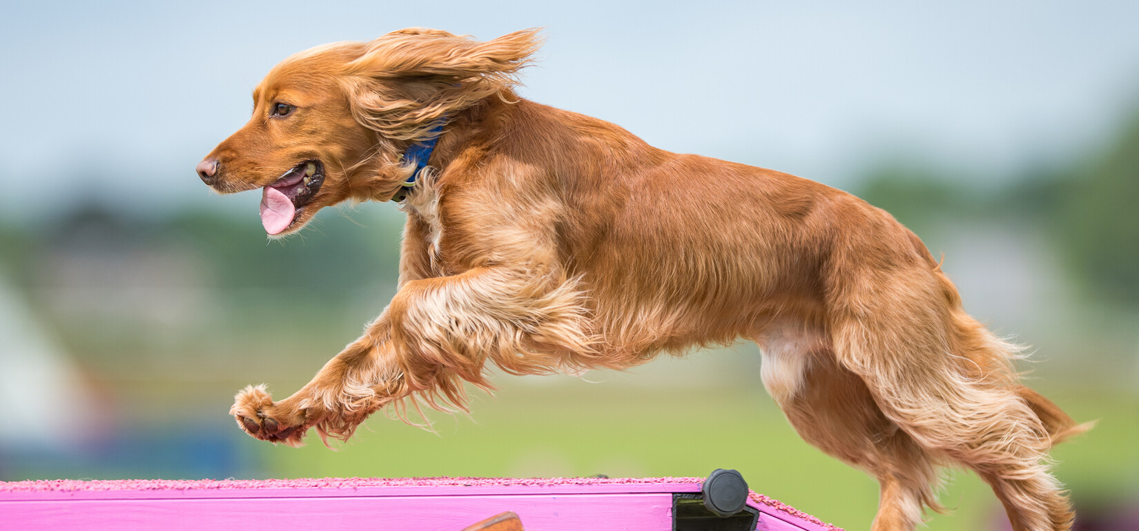 Bark in the Park 2025